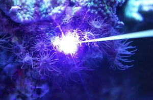 Powerful high power aiptasia blue laser pointer 3Watt + Saltwater Aquarium Aiptazia & Majanos Killing Removal & pest anemones