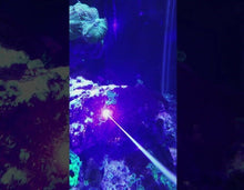Load image into Gallery viewer, high power aiptasia laser removal