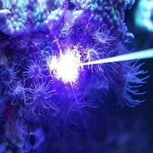 Load image into Gallery viewer, aiptasia laser pointer aiptazia
